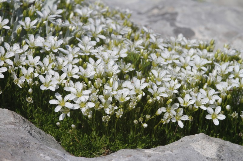 Arenaria gracilis photo 6