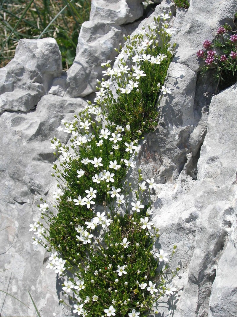 Arenaria gracilis photo 7
