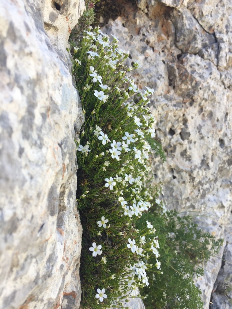 Arenaria gracilis photo 8