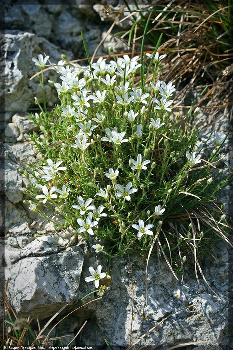 Arenaria grandiflora photo 2