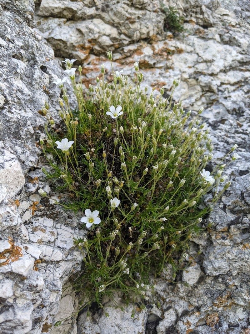 Arenaria grandiflora photo 3