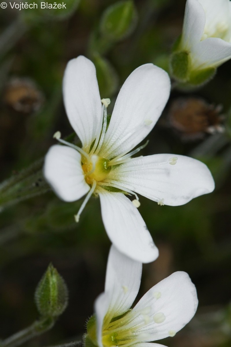 Arenaria grandiflora photo 4