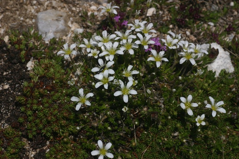 Arenaria grandiflora photo 5