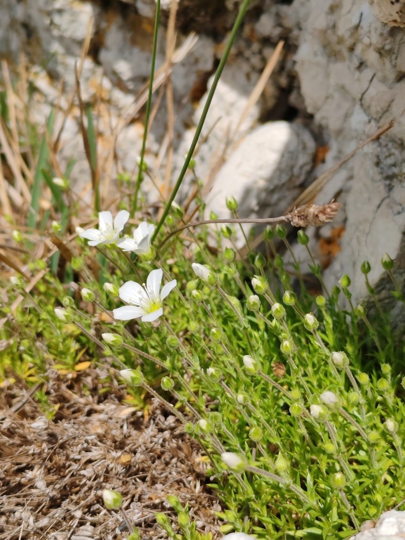 Arenaria grandiflora photo 6