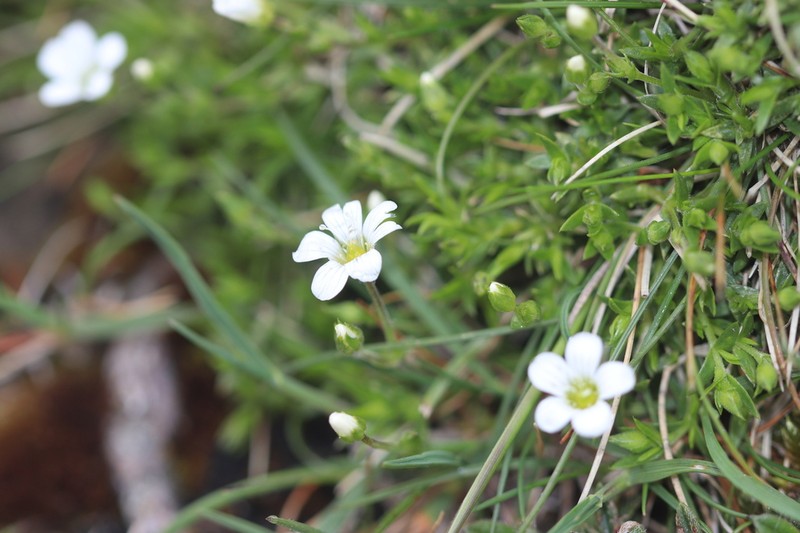 Arenaria grandiflora photo 7