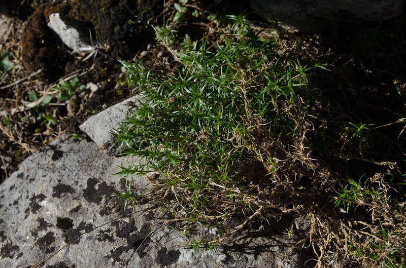 Arenaria grandiflora subsp. grandiflora