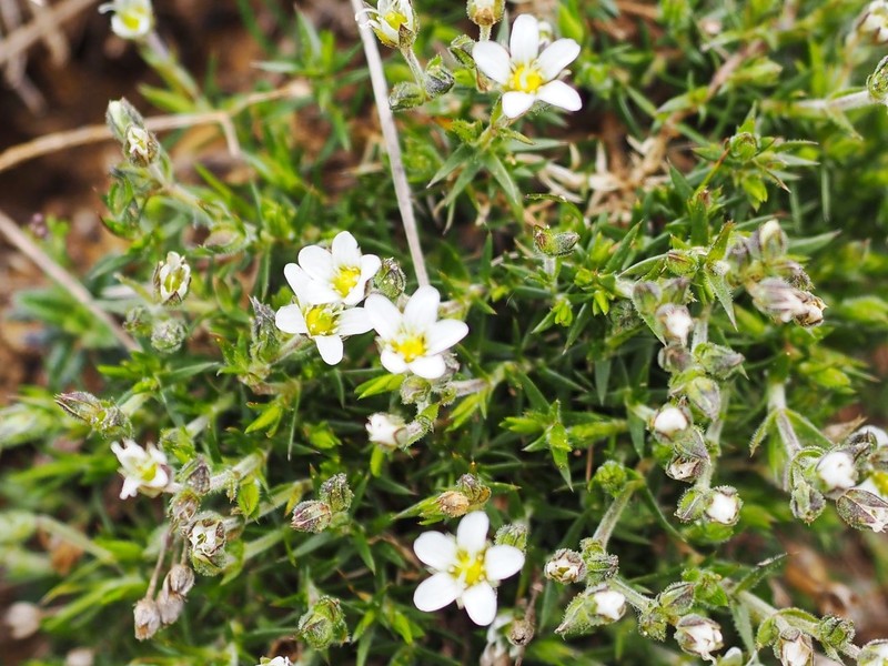 Arenaria grandiflora subsp. grandiflora photo 2