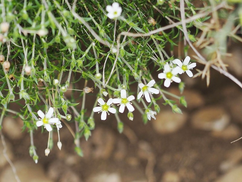 Arenaria grandiflora subsp. grandiflora photo 3