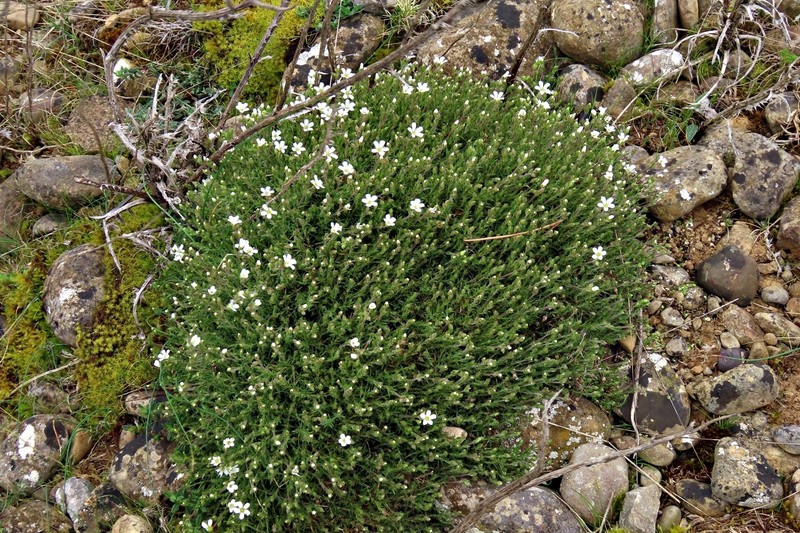 Arenaria grandiflora subsp. grandiflora photo 4