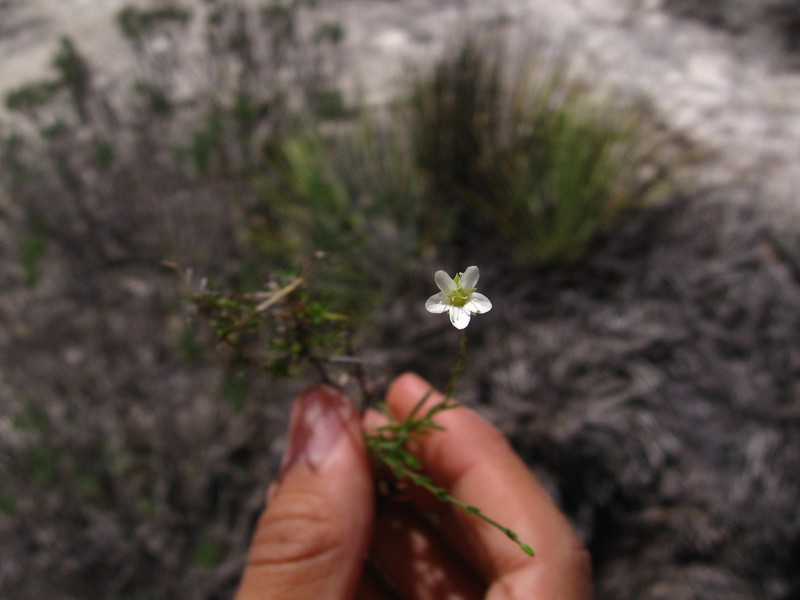 Arenaria gypsostrata