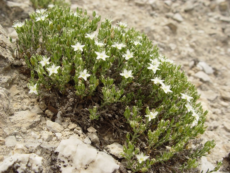 Arenaria hintoniorum