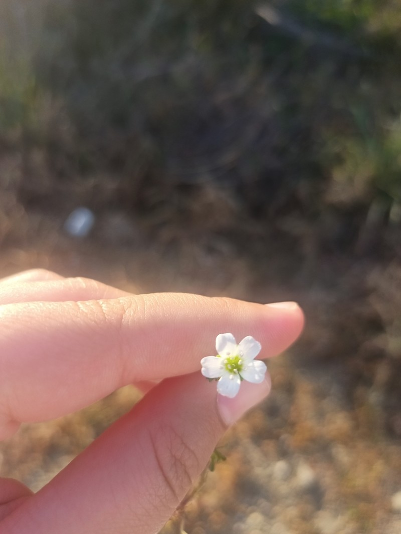 Arenaria hispanica