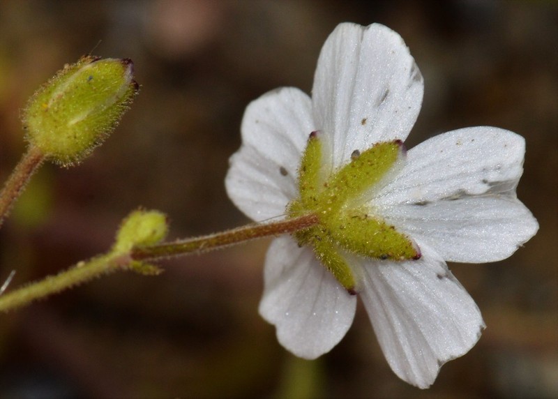 Arenaria hispanica photo 2