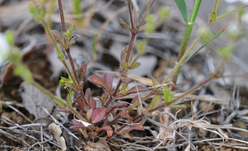 Arenaria hispanica photo 3