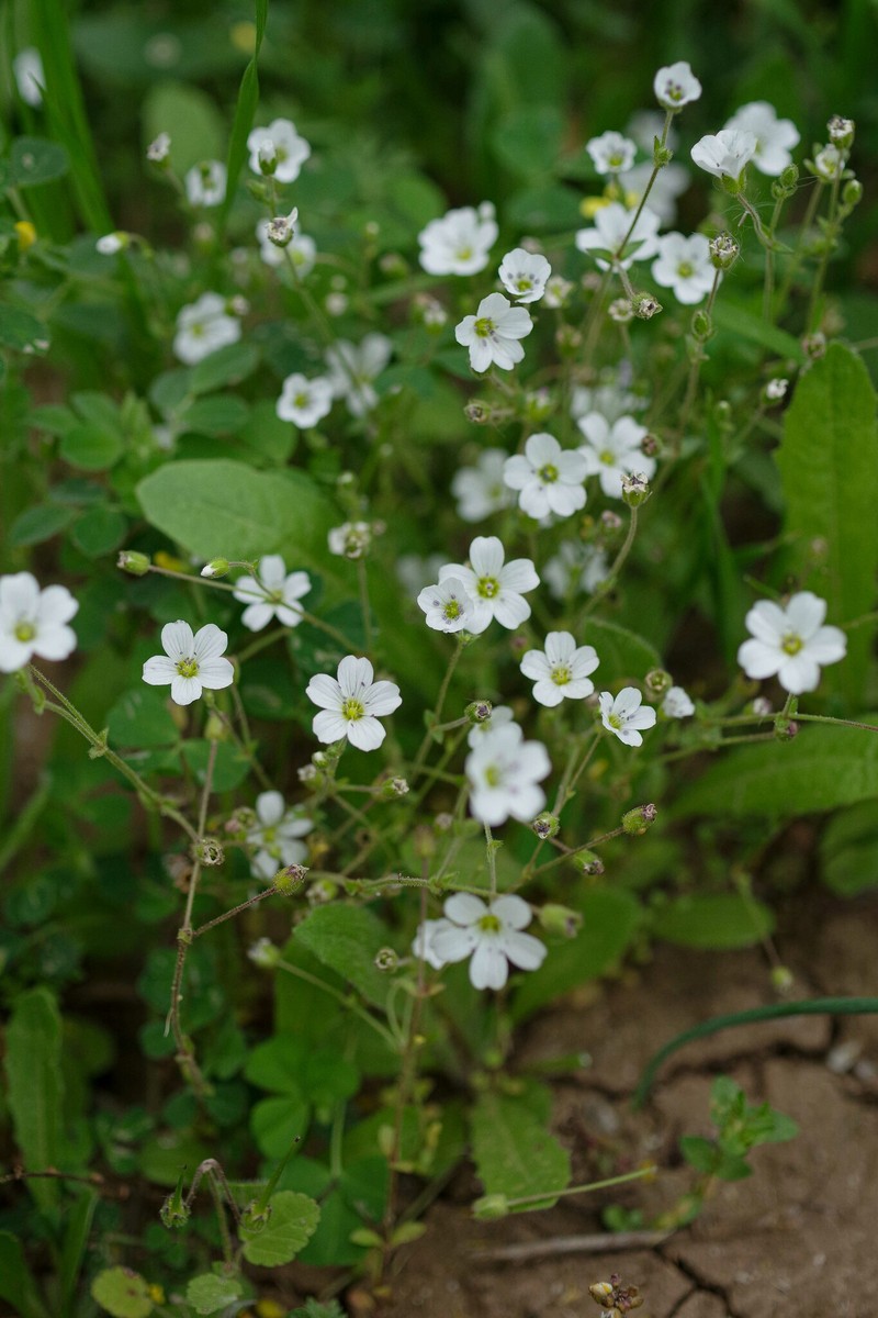 Arenaria hispanica photo 5