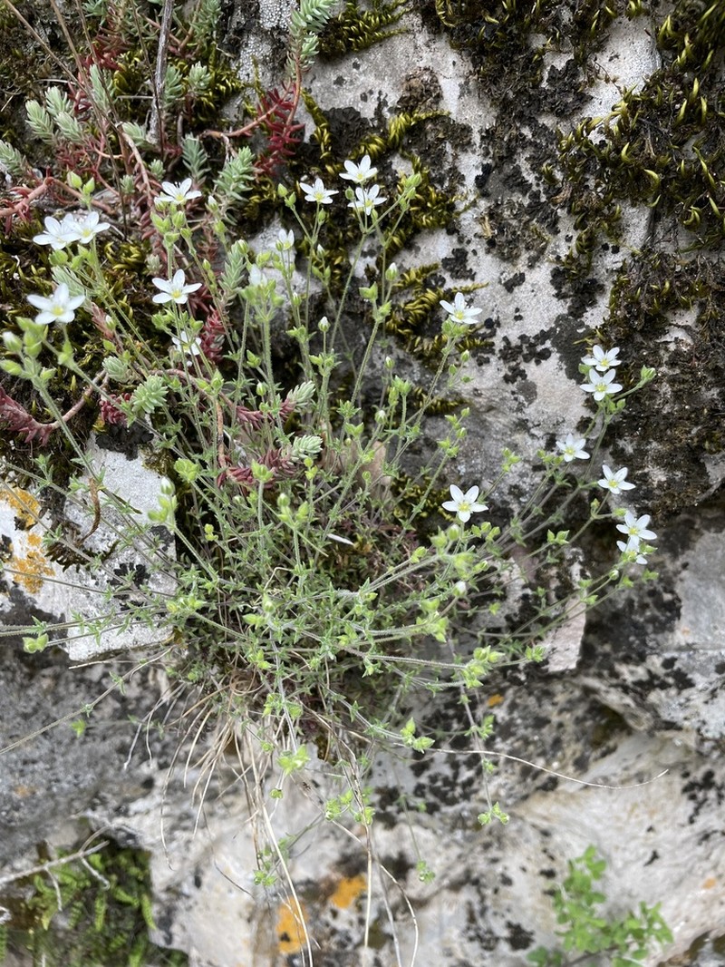 Arenaria hispida