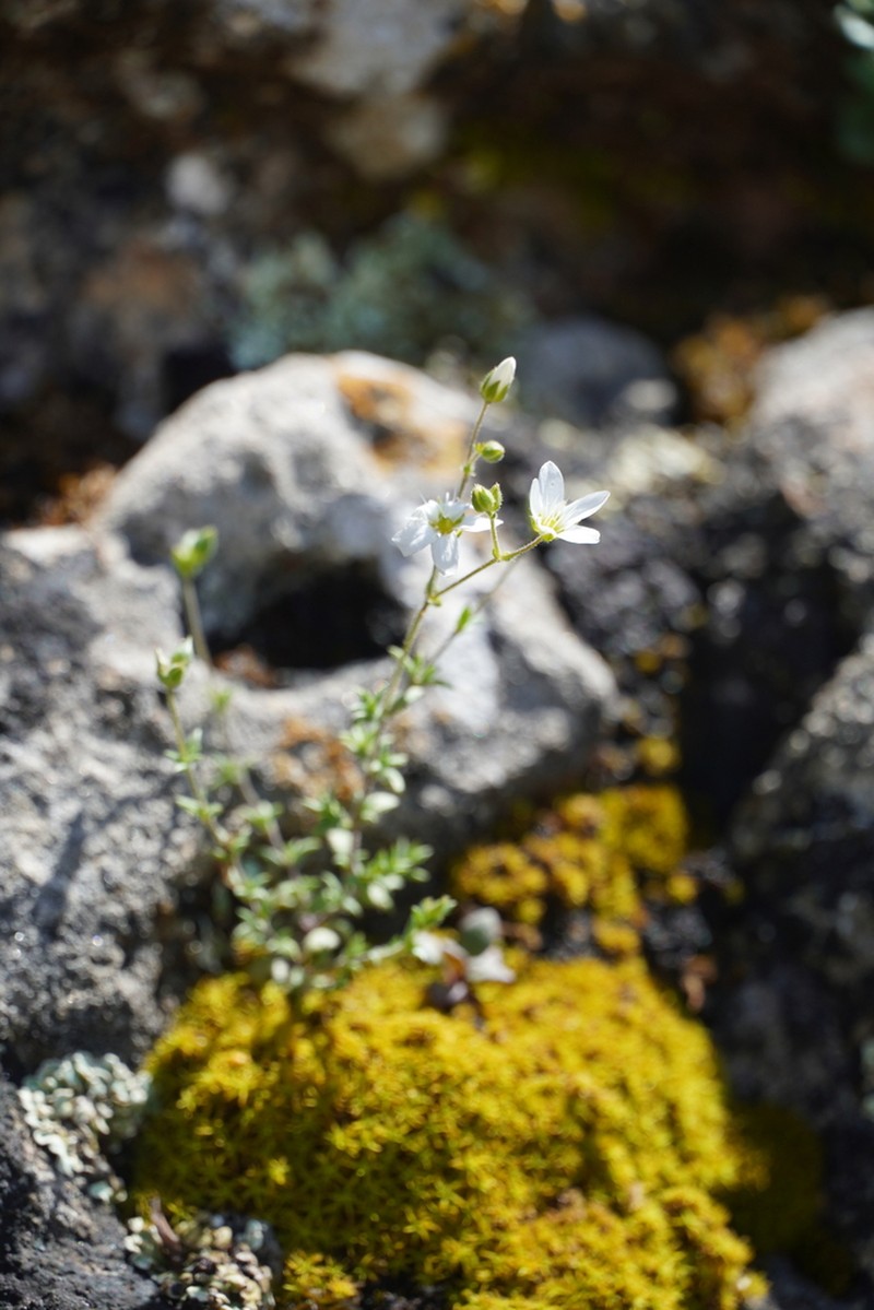 Arenaria hispida photo 2