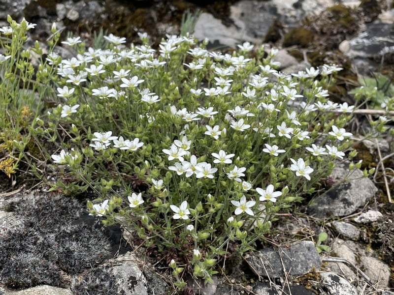 Arenaria hispida photo 3