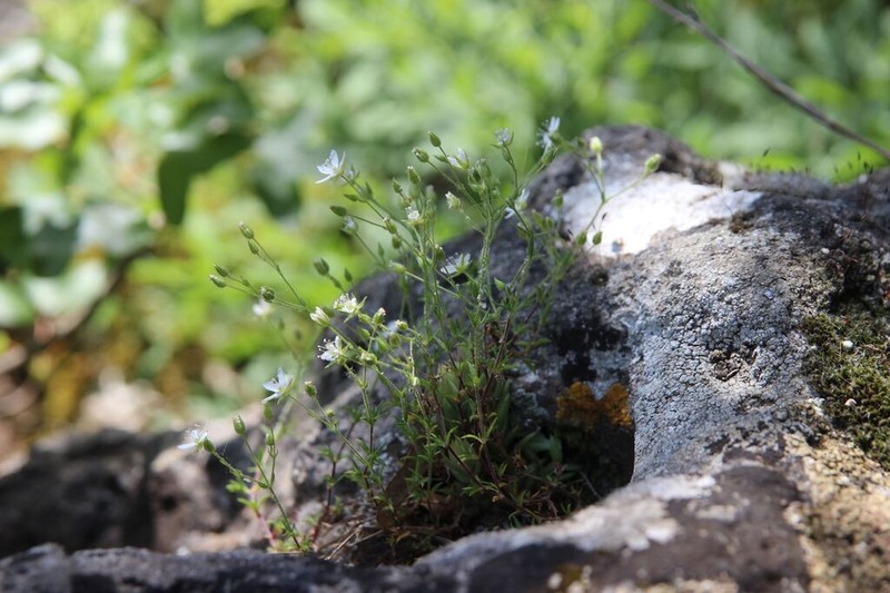 Arenaria hispida photo 4