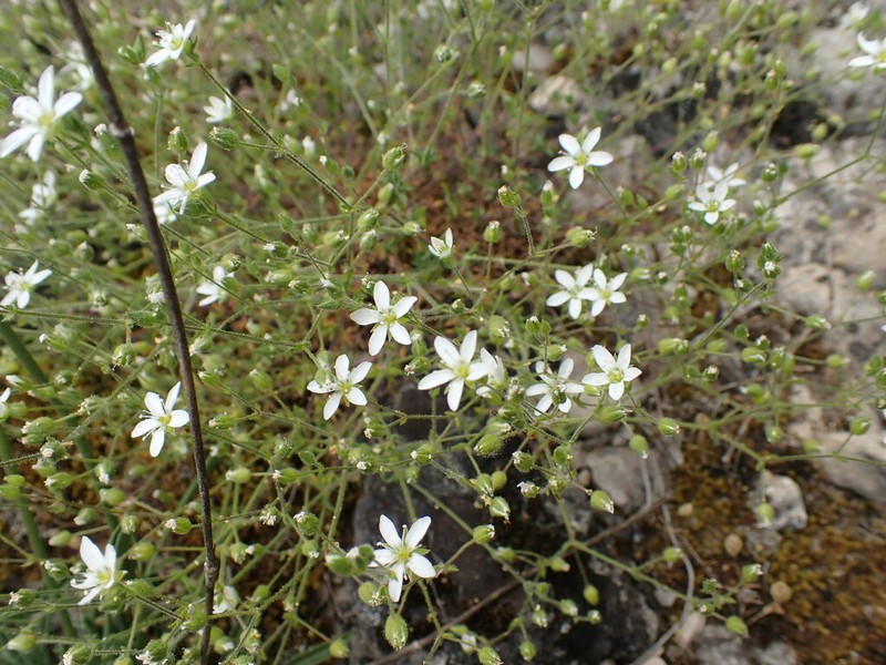 Arenaria hispida photo 5