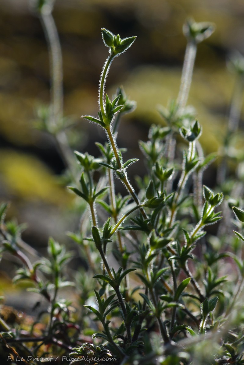 Arenaria hispida photo 6