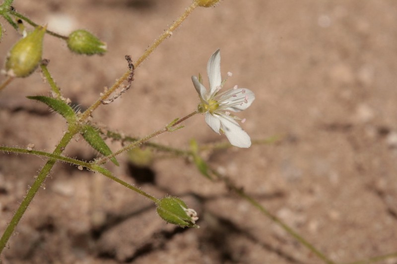 Arenaria hispida photo 7