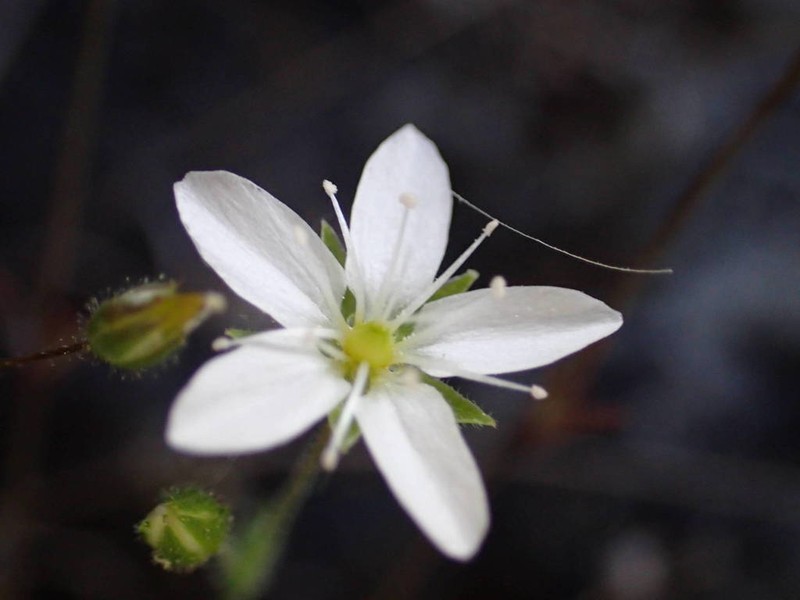 Arenaria hispida photo 8