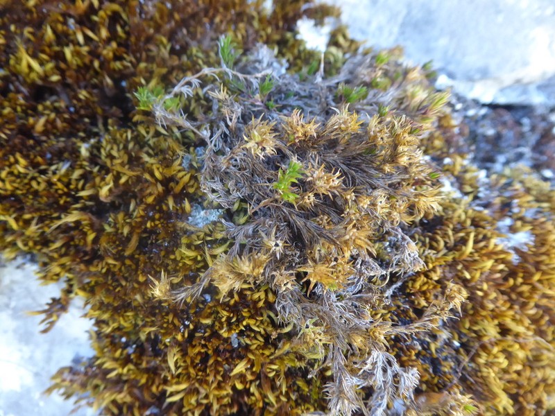Arenaria humboldtiana