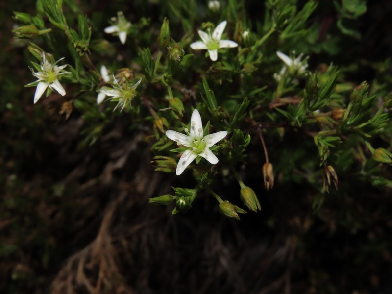 Arenaria humboldtiana photo 2
