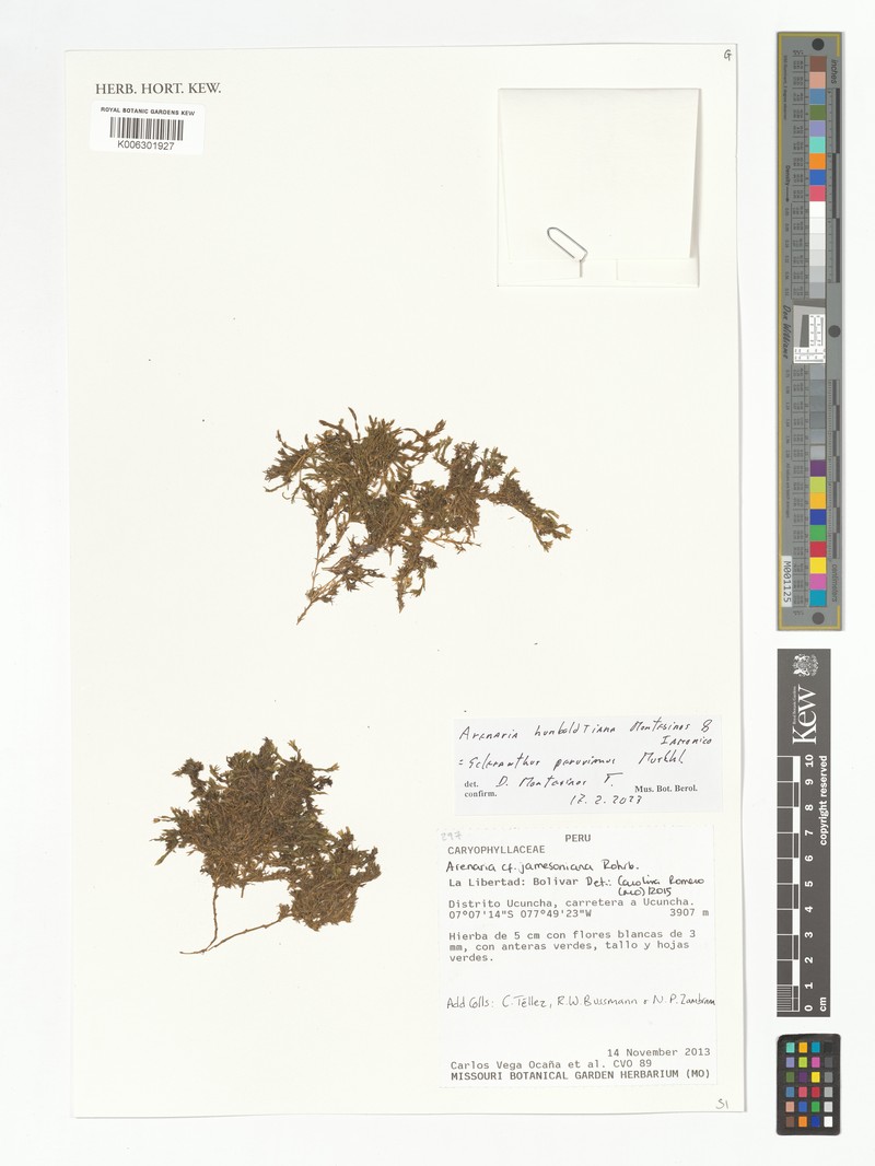 Arenaria humboldtiana photo 3
