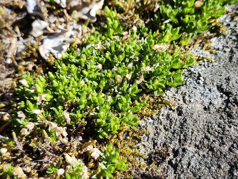 Low Sandwort