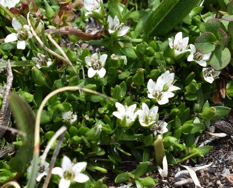 Low Sandwort photo 2