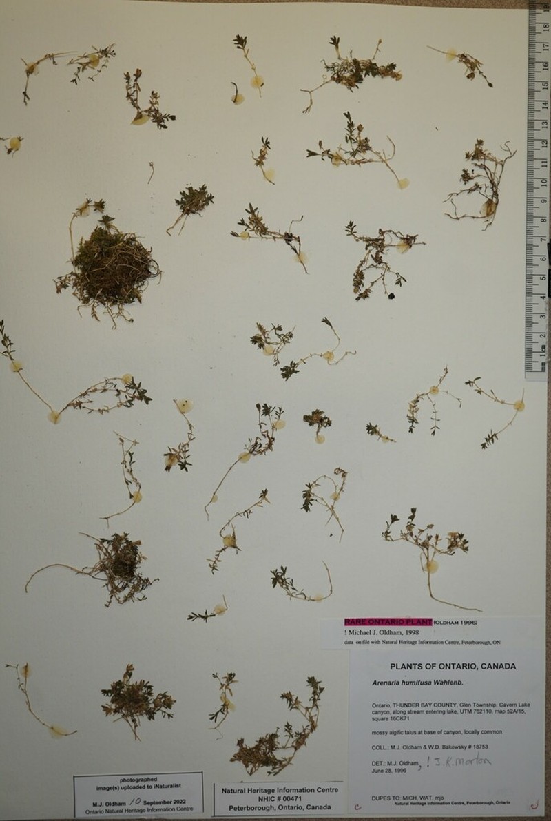 Low Sandwort photo 3