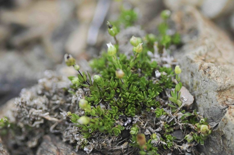 Low Sandwort photo 4