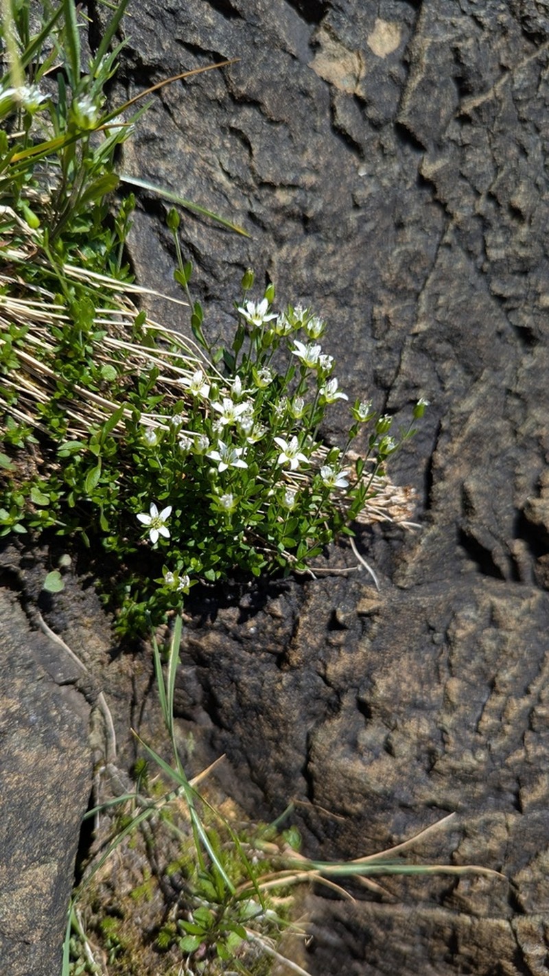 Low Sandwort photo 5