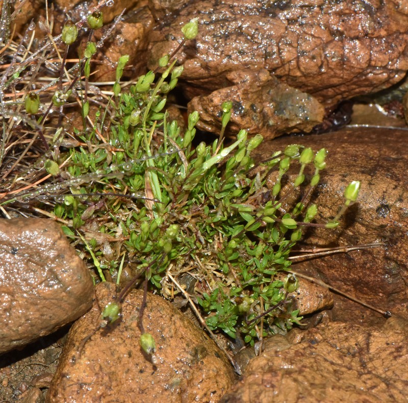 Low Sandwort photo 6