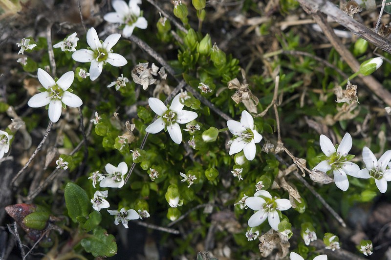 Low Sandwort photo 7