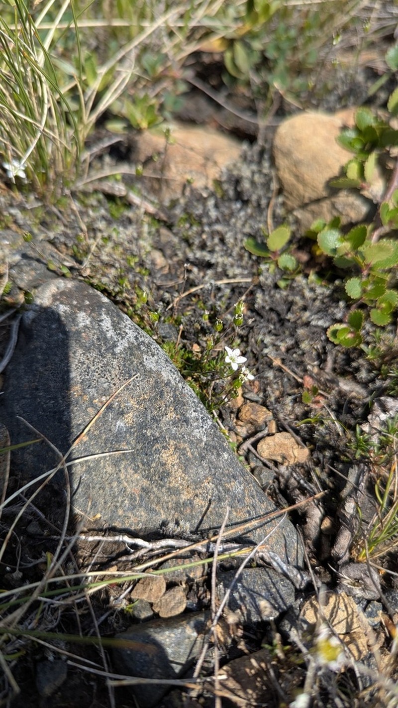 Low Sandwort photo 8