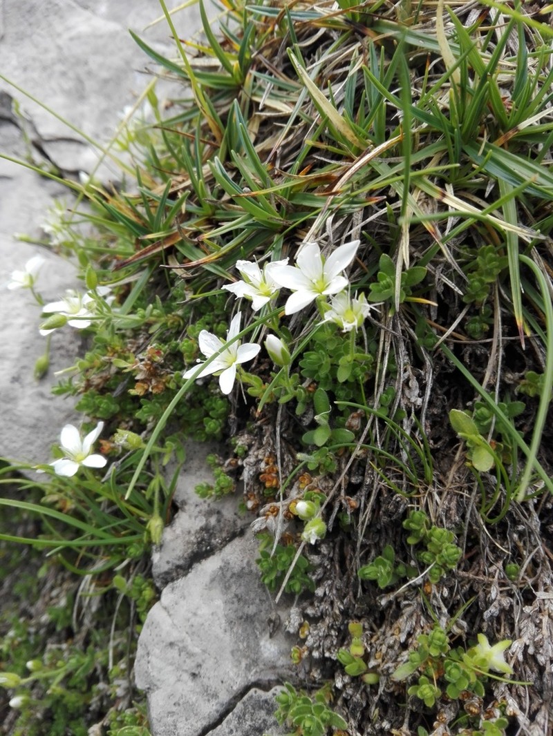 Arenaria huteri