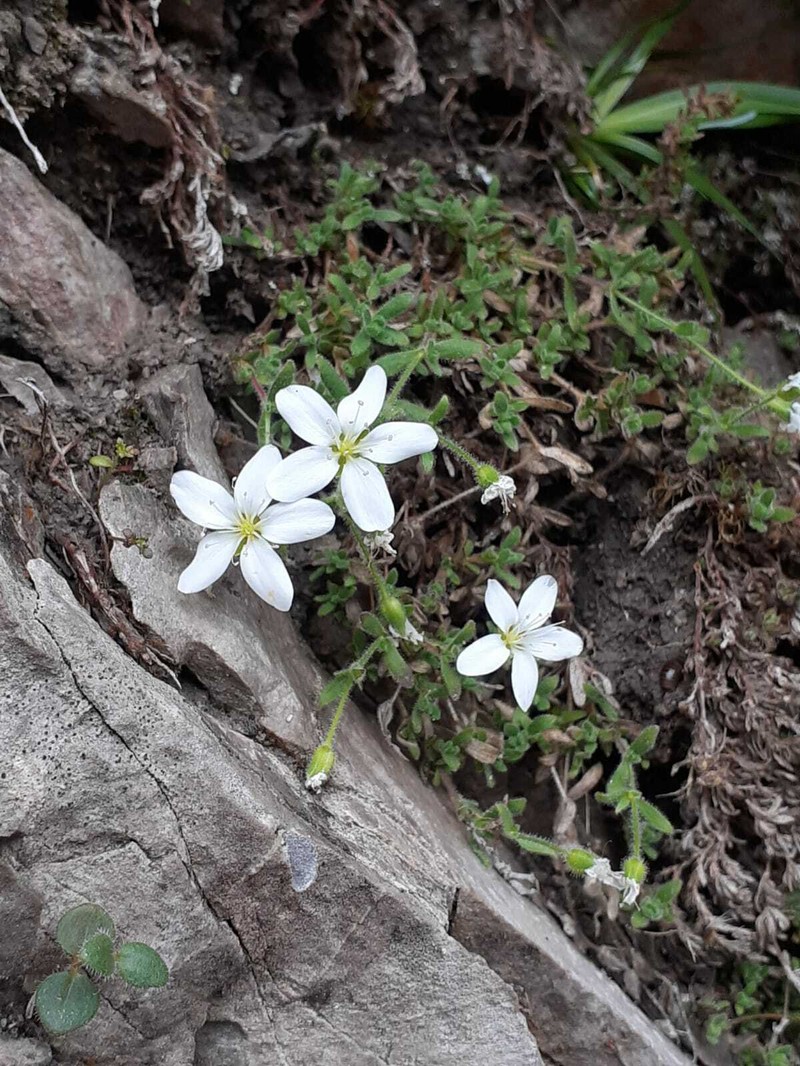 Arenaria huteri photo 3
