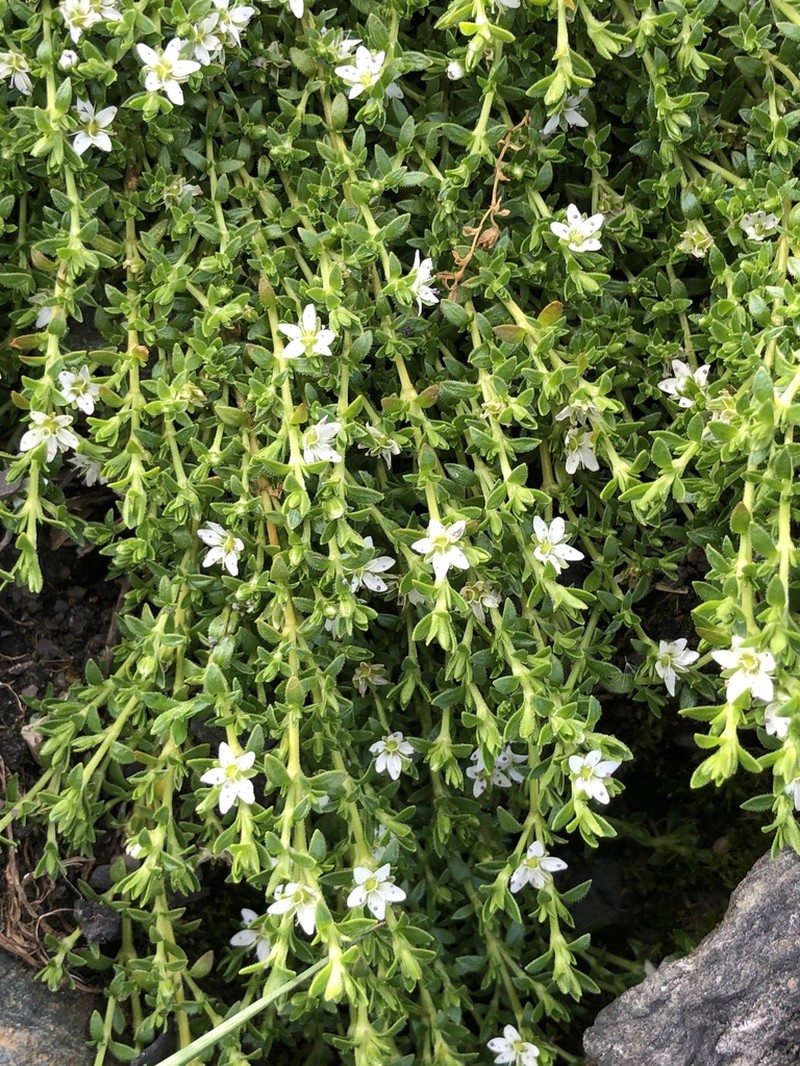 Arenaria jamesoniana