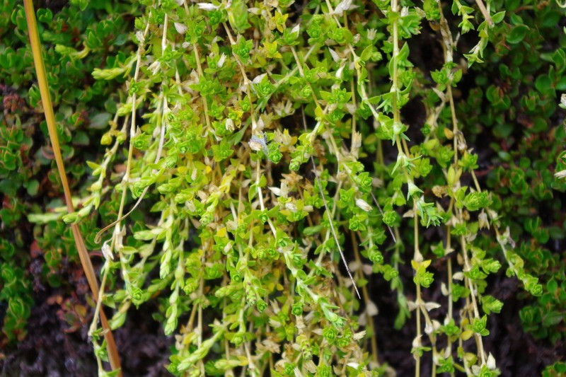 Arenaria jamesoniana photo 2