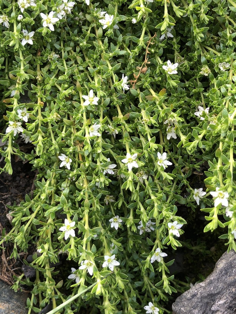 Arenaria jamesoniana photo 3