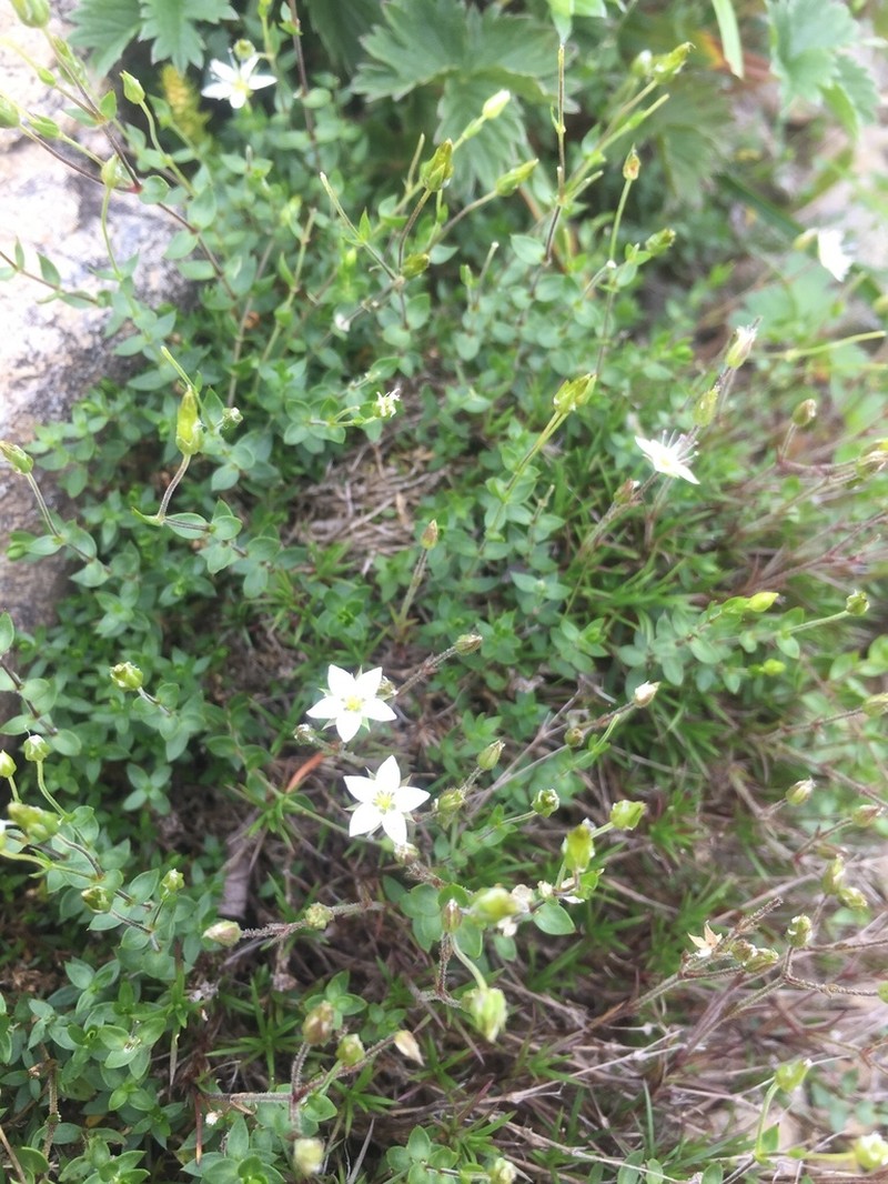 Arenaria katoana