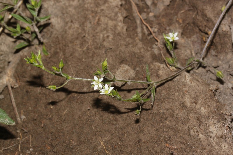 Spreading Sandwort