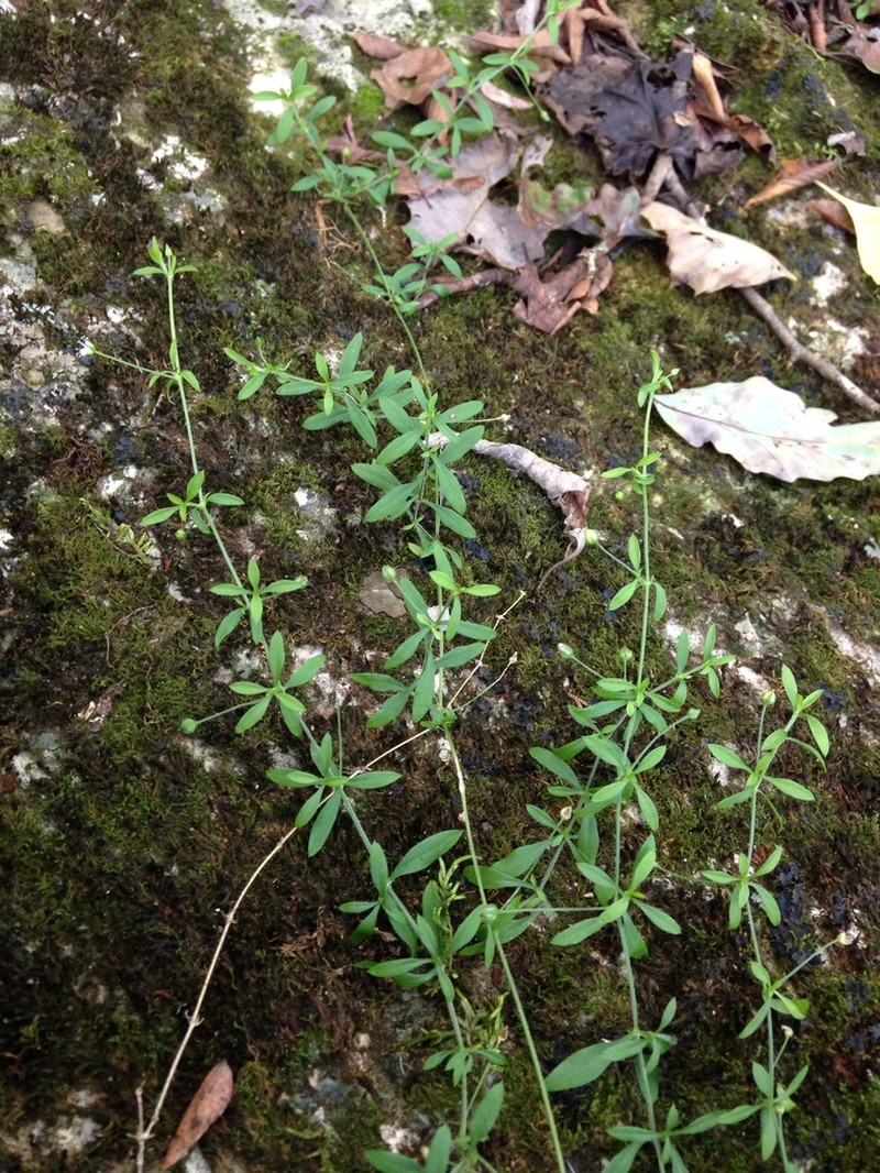 Spreading Sandwort photo 2