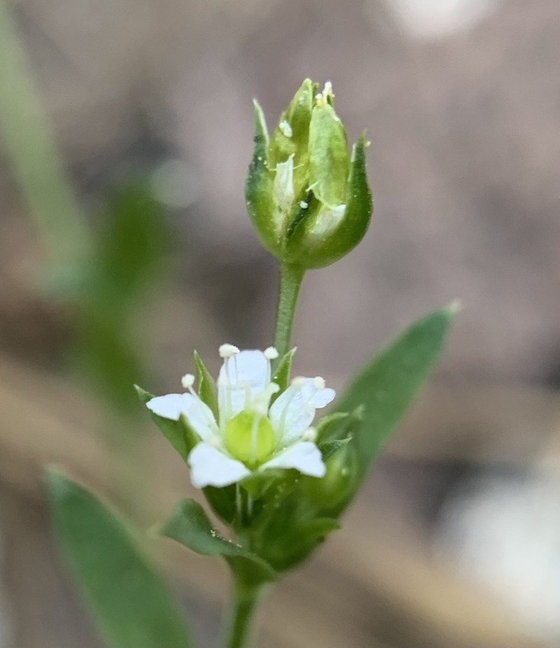 Spreading Sandwort photo 3