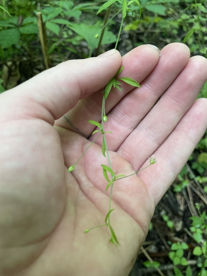 Spreading Sandwort photo 4