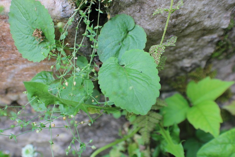 Spreading Sandwort photo 5