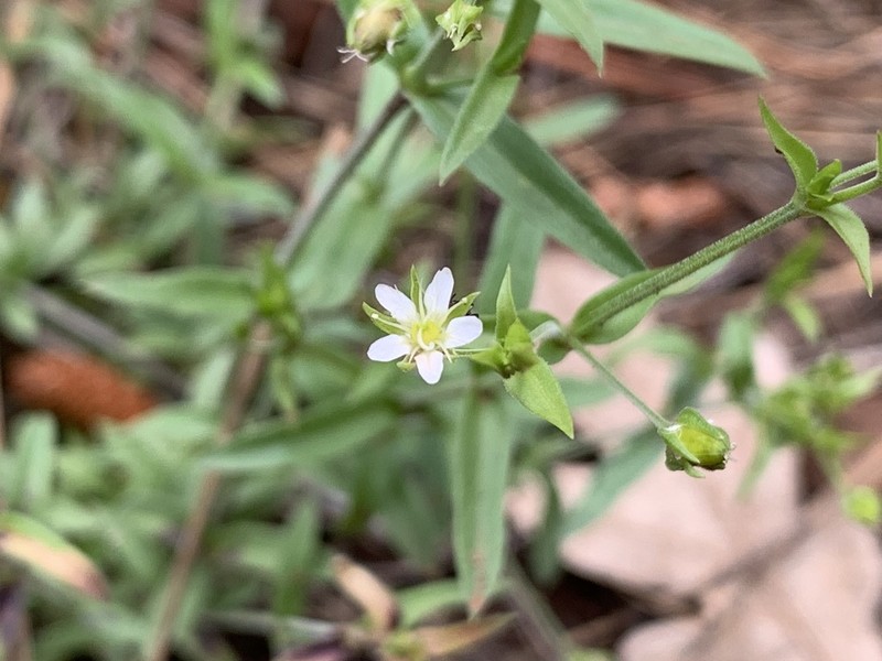 Spreading Sandwort photo 6